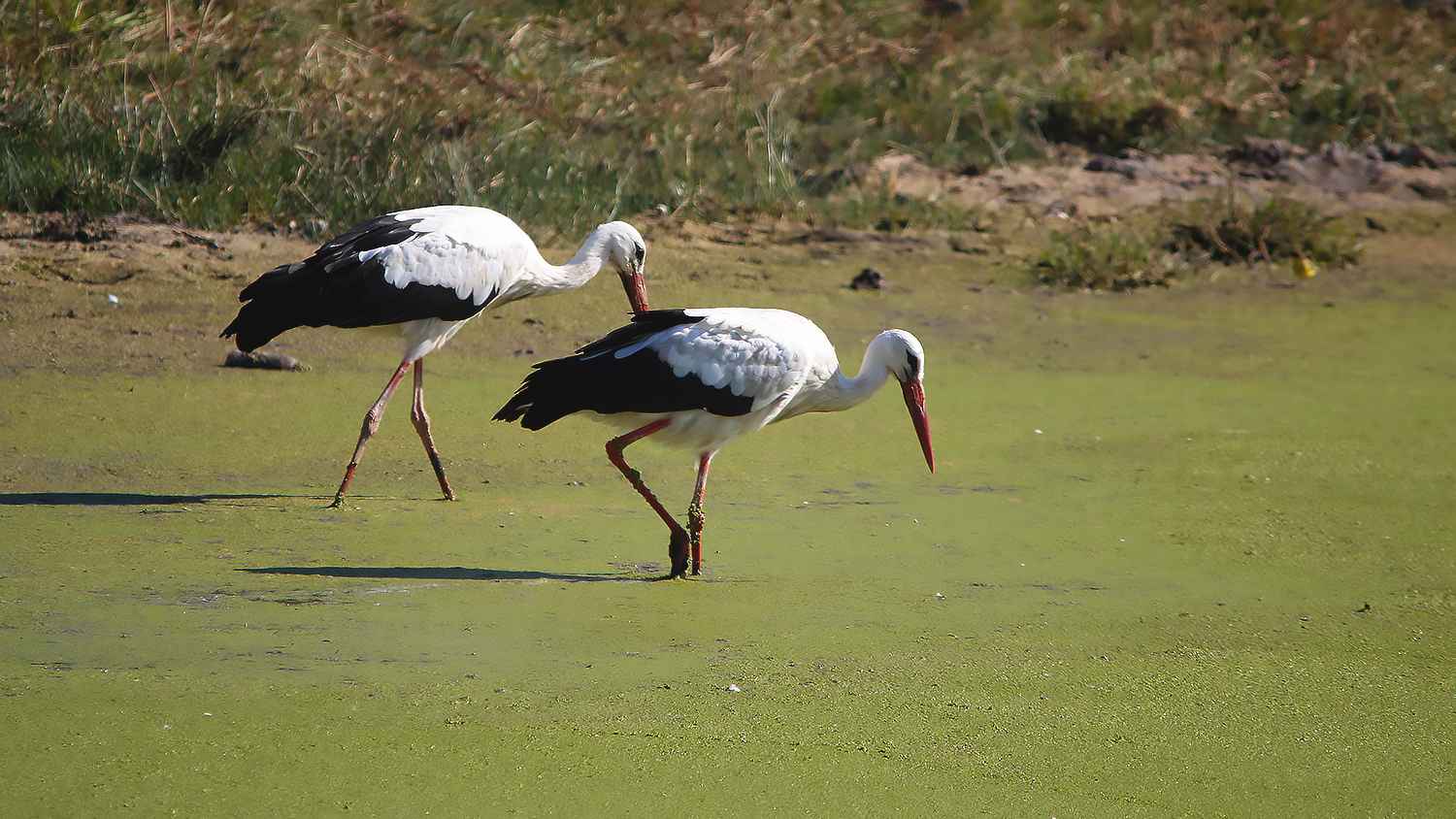 White Stork
